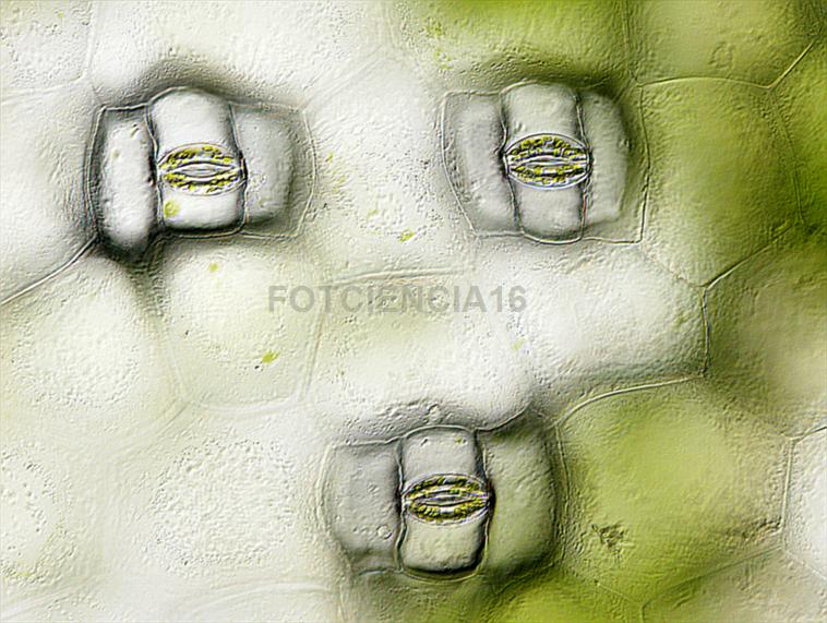Microestructura vegetal