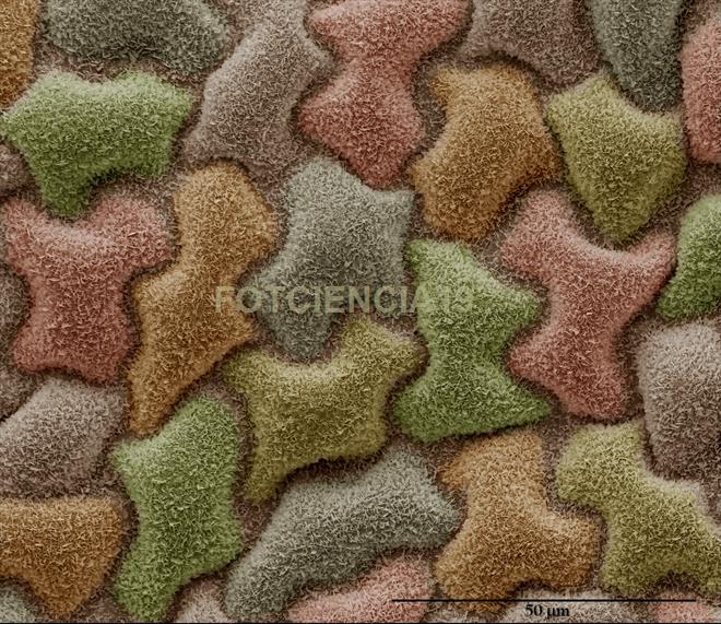 Microestructura vegetal