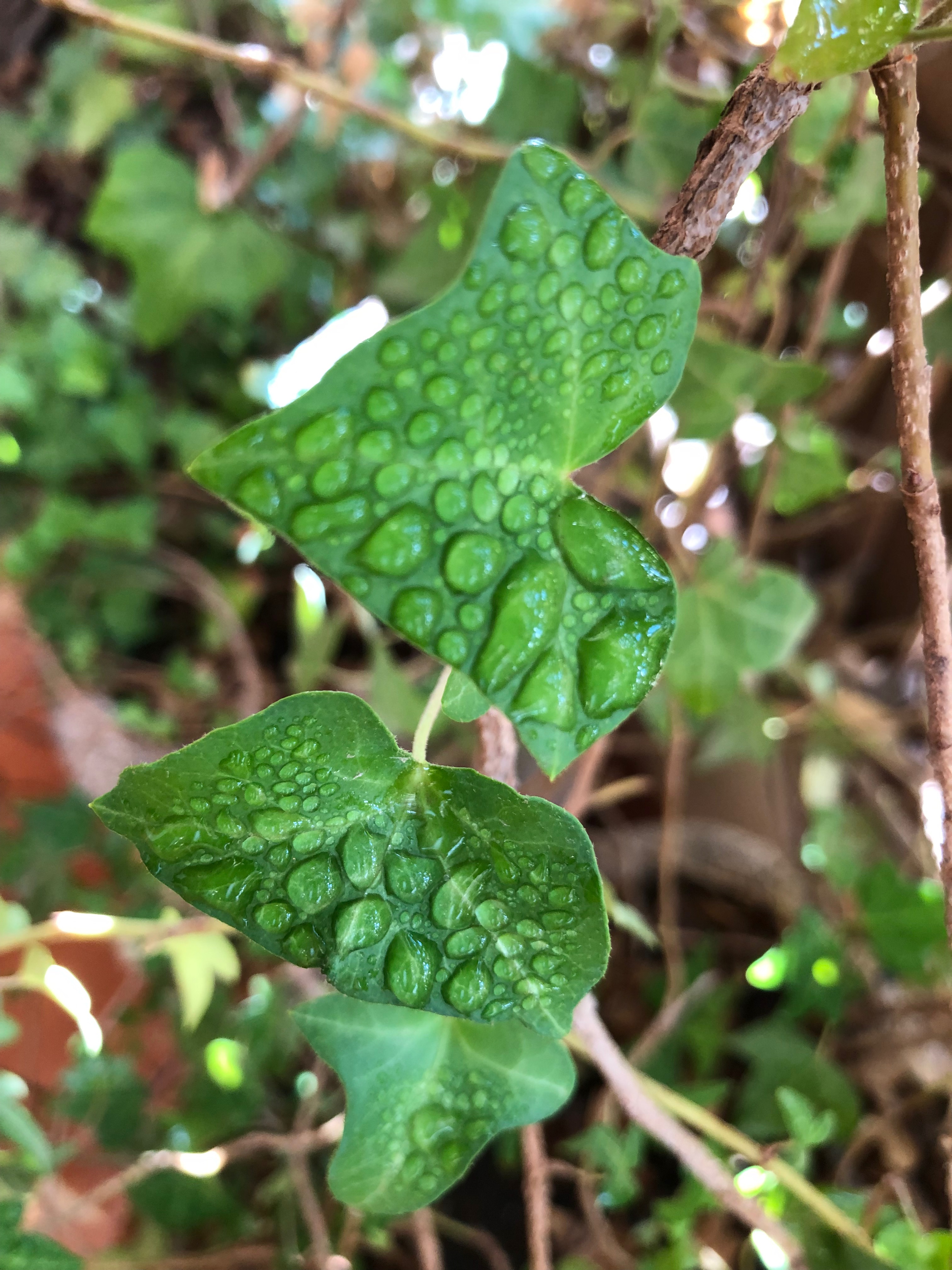 Gotas de rocío vespertino bajo el efecto de la gravedad